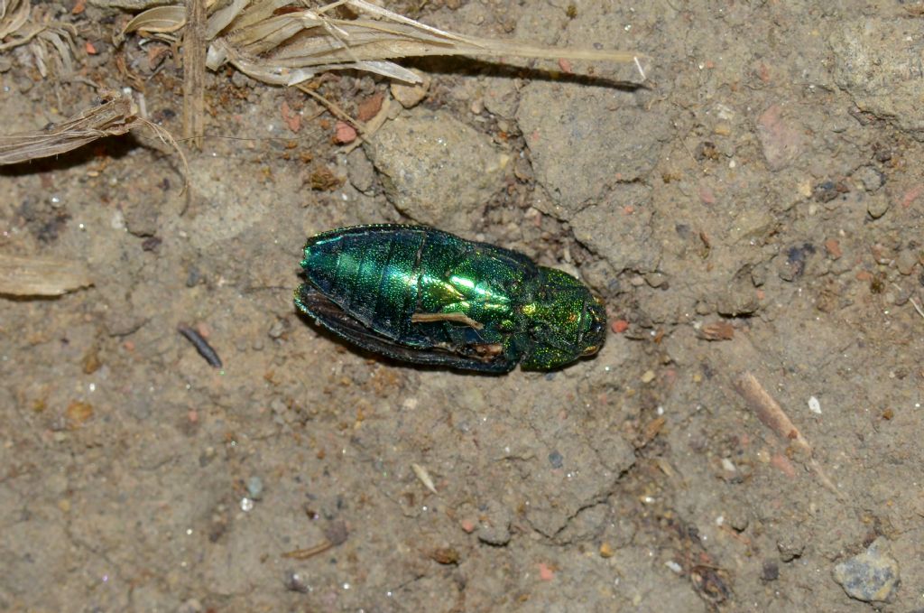 Buprestidae:  Lamprodila mirifica ssp. mirifica